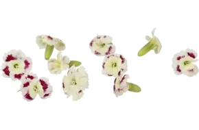 Eetbare bloem anjer wit-roze 25st